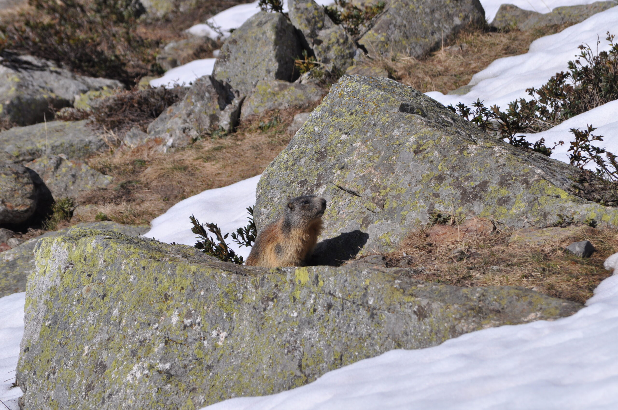 Marmotta