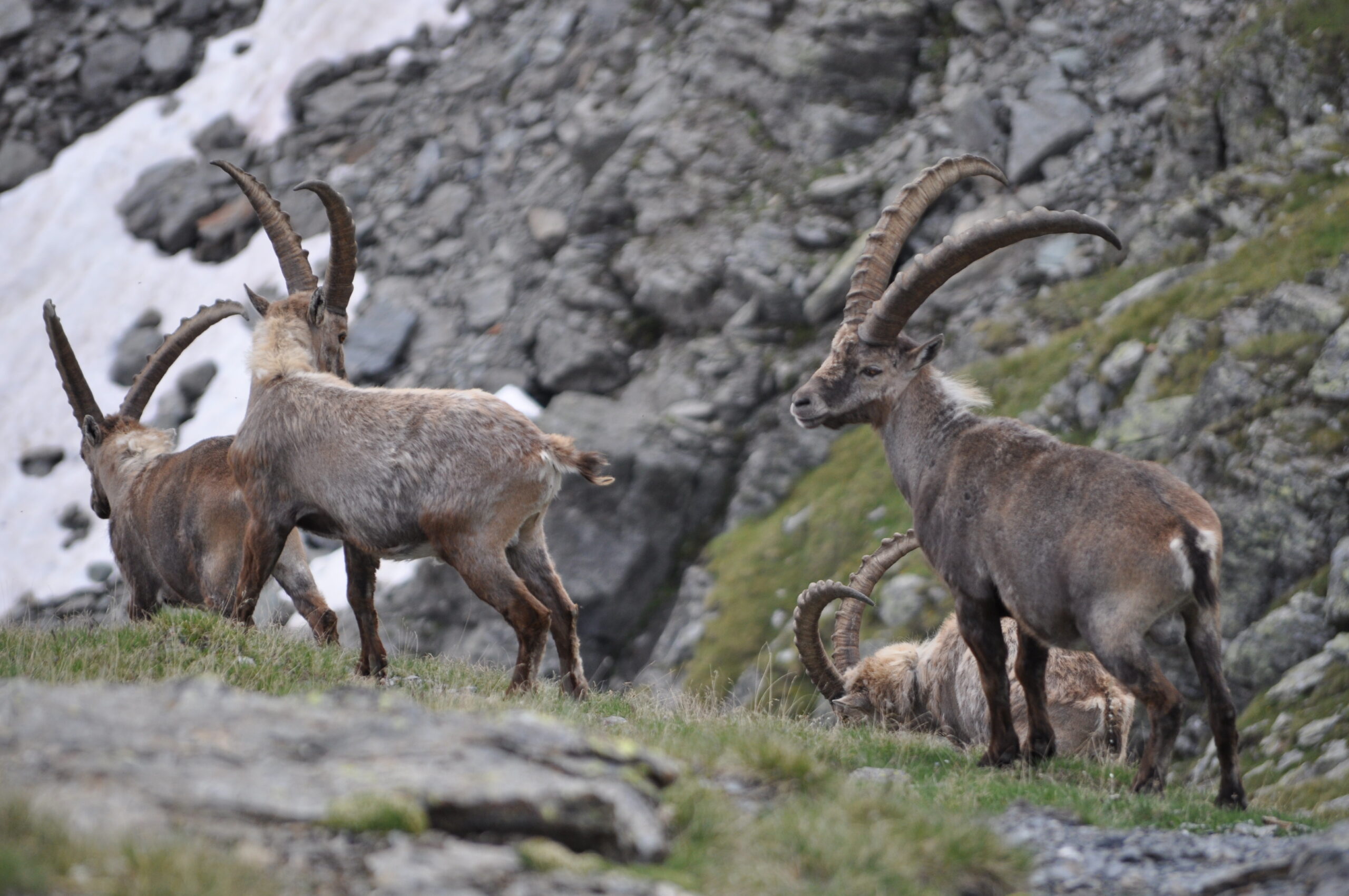 Stambecchi al Passo del Forcellino