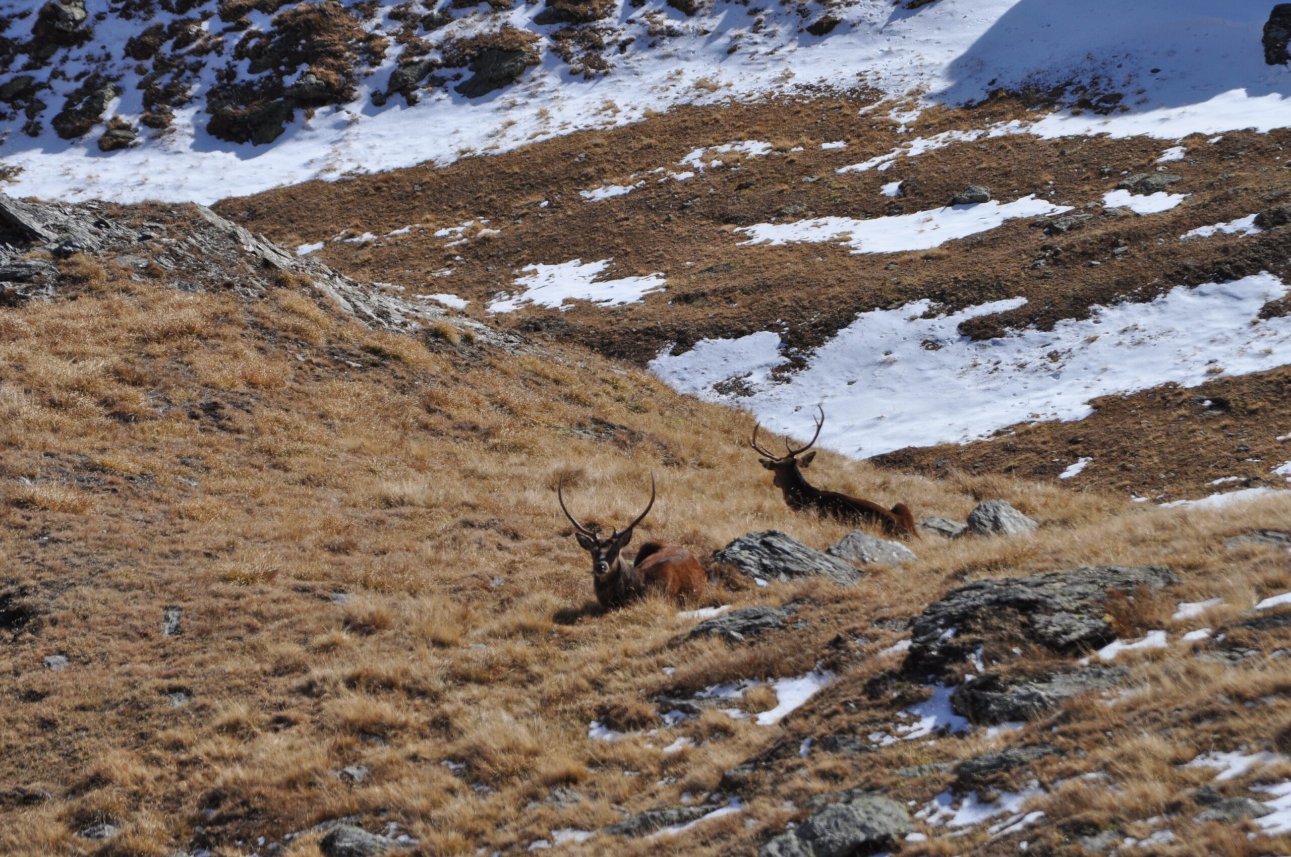 Cervi scendendo verso la Val Zebrú