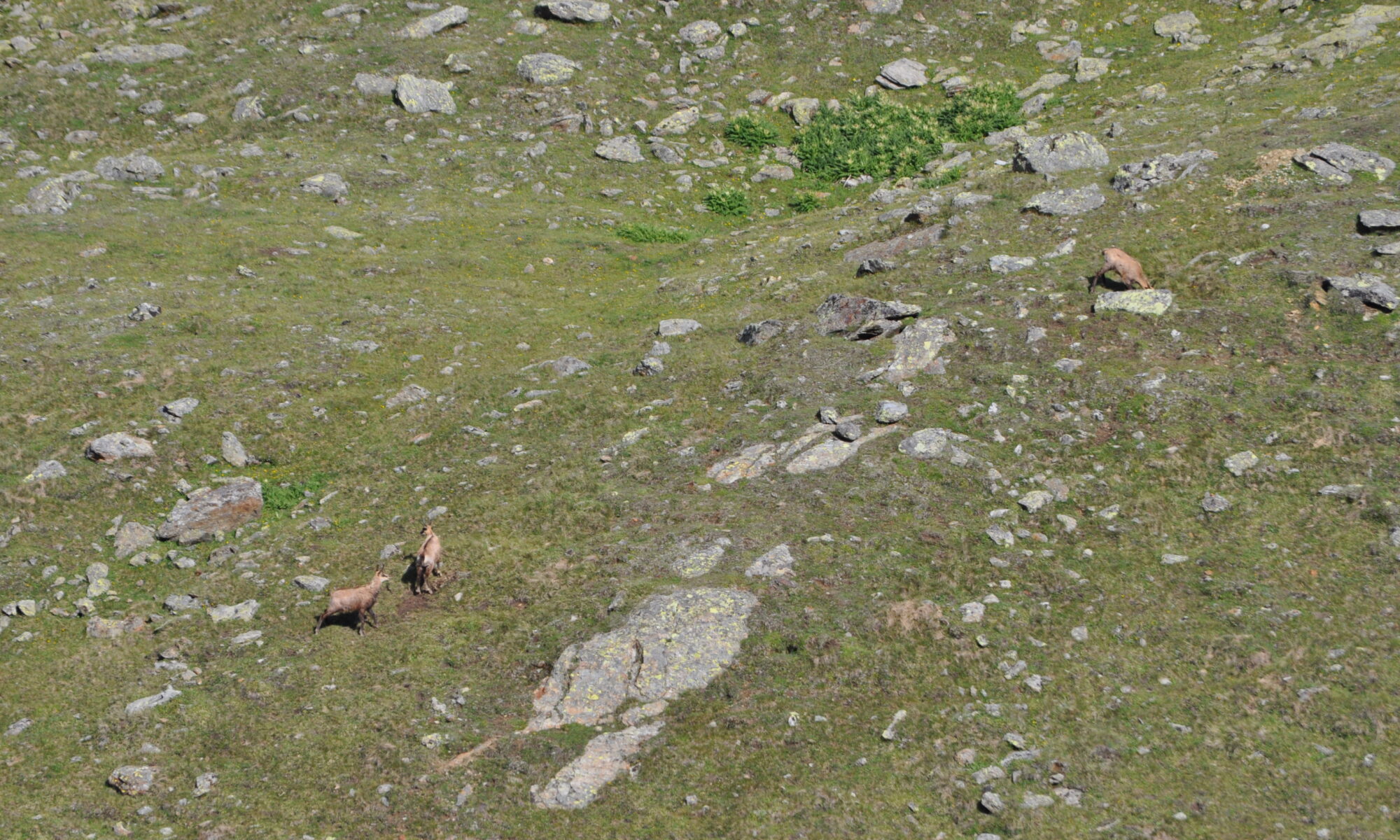 Camosci in Val di Rosole