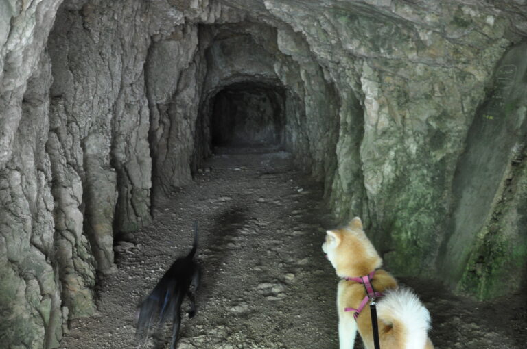 Le gallerie con Nala e Neo