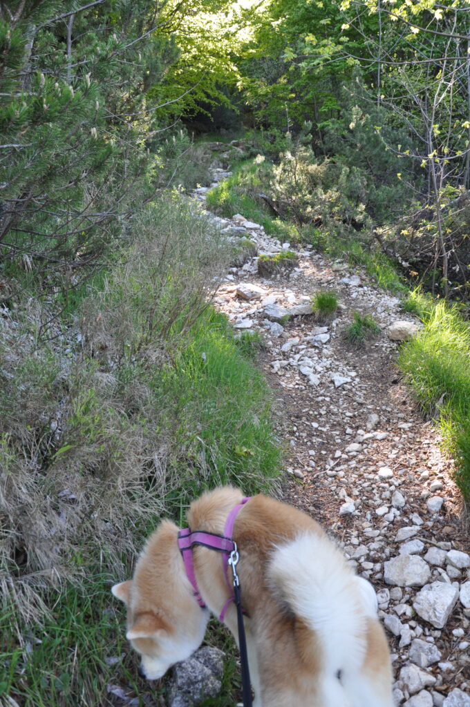 Uno dei sentieri che permettono di tagliare i tornanti