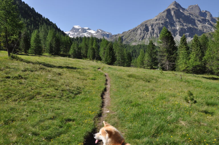 Il sentiero che costeggia il torrente Viola