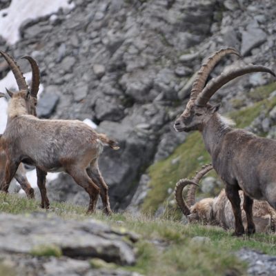 Stambecchi al Passo del Forcellino